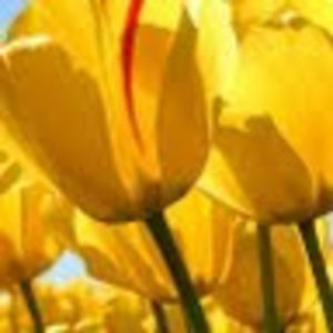 Meet your Posher, Rae